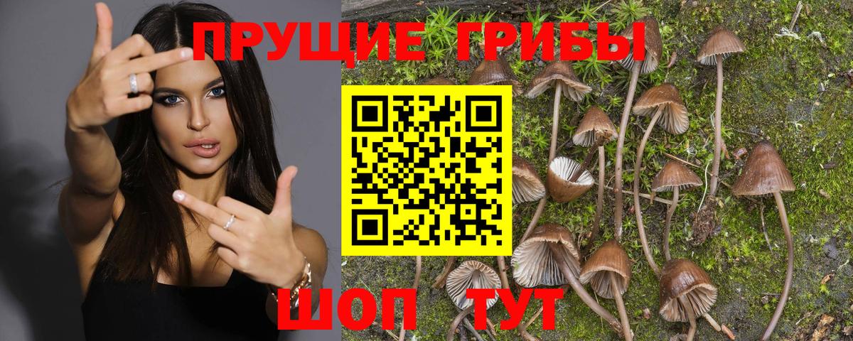 Галлюциногенные грибы прущие грибы  Галлюциногенные грибы Psilocybine cubensis  Вход с VPN  Костомукша 